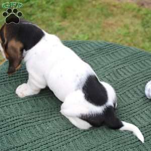 Pepper, Basset Hound Puppy